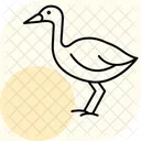 Swamphen Bird Water Icon