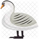 Swan Cygnus Atratus Specie Icon