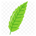 Leaf Ash Leaf Beech Leaf Icon