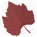 Sycamore Leaf Leaf Autumn Leaf Icon