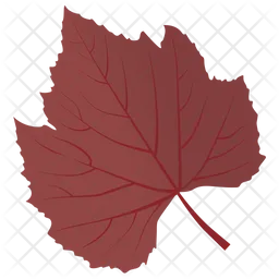 Sycamore Leaf  Icon