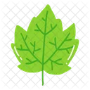 Leaf Ash Leaf Beech Leaf Icon