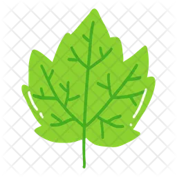 Sycamore leaf  Icon