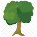 Sycamore Green Foliage Icon