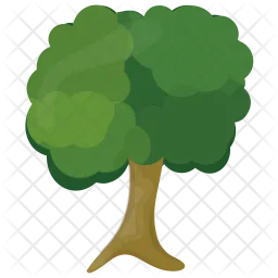 Sycamore Tree  Icon