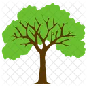 Sycamore Tree Foliage Icon