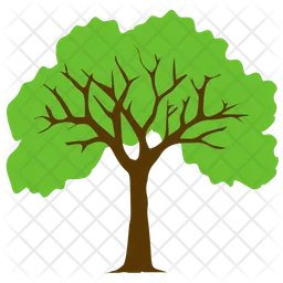 Sycamore Tree  Icon