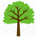 Sycamore Tree Foliage Icon