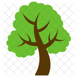 Sycamore Tree  Icon