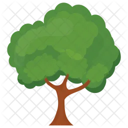 Sycamore Tree  Icon