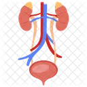 Systeme Urinaire Organes Internes Reins Icône