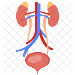 Système urinaire  Icône