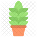 Tall Plant  Icon
