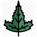 Tatarian Maple  Icon