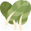 Tatsoi Leaf Vegetable Icon
