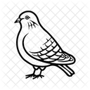 Taube Vogel Taube Symbol