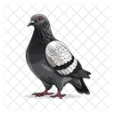 Vogel Taube Frieden Symbol