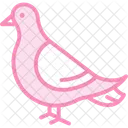 Taube Vogel Stadt Symbol