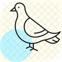 Taube Vogel Stadt Symbol