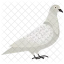 Taube Columbidae Art Symbol