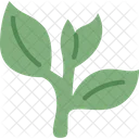 Tea Leaf Herbal Icon