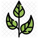 Tea Leaf  Icon