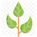 Tea Leaf Botanical Herbs Icon