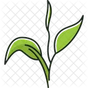 Tea tree  Icon