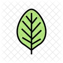 Teak Leaf Tree Icon