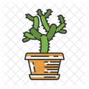 Teddy Bear Cholla Cactus In Pot  Icon