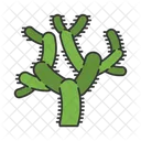 Teddybär-Cholla-Kaktus  Symbol