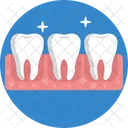 Human Anatomy Teeth Molars Icon