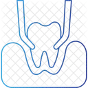 Teeth in gums thin  Icon