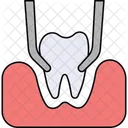 Teeth in gums thin  Icon