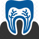 Teeth Roots  Icon