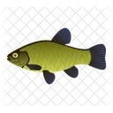 Tench Fish  Icon