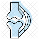 Tendons Color Shadow Thinline Icon Icon