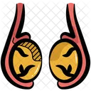 Testicle Organ Anatomy Icon