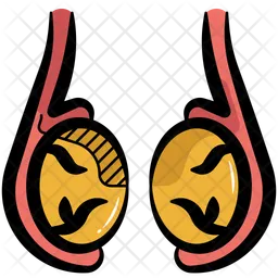 Testicle  Icon