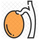Testicle Reproduction Masculine Icon