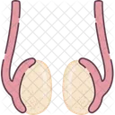 Testicles Organ Human Organs Icon