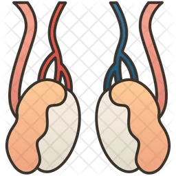 Testicles  Icon