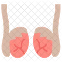 Testicles Male Part Body Parts Icon