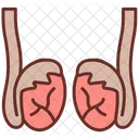Testicles Male Part Body Parts Icon