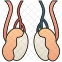 Testicles  Icon