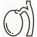 Testicule Reproduction Anatomie Icône