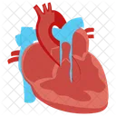 Tetralogy Of Fallot Tetralogy Tof Icon