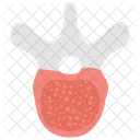 Thoracic Vertebrae  Icon