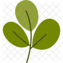 Three Rounded Leaf Spring Nature Icon