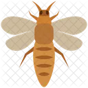 Thrips  Icon